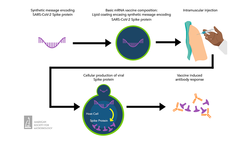 Depiction of mRNA vaccine-induced antibody response against SARS-CoV-2 spike proteins.