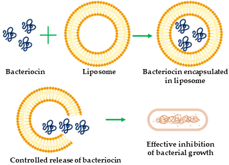 Schematic representation of bacteriocin encapsulation with liposome for antibacterial activity.