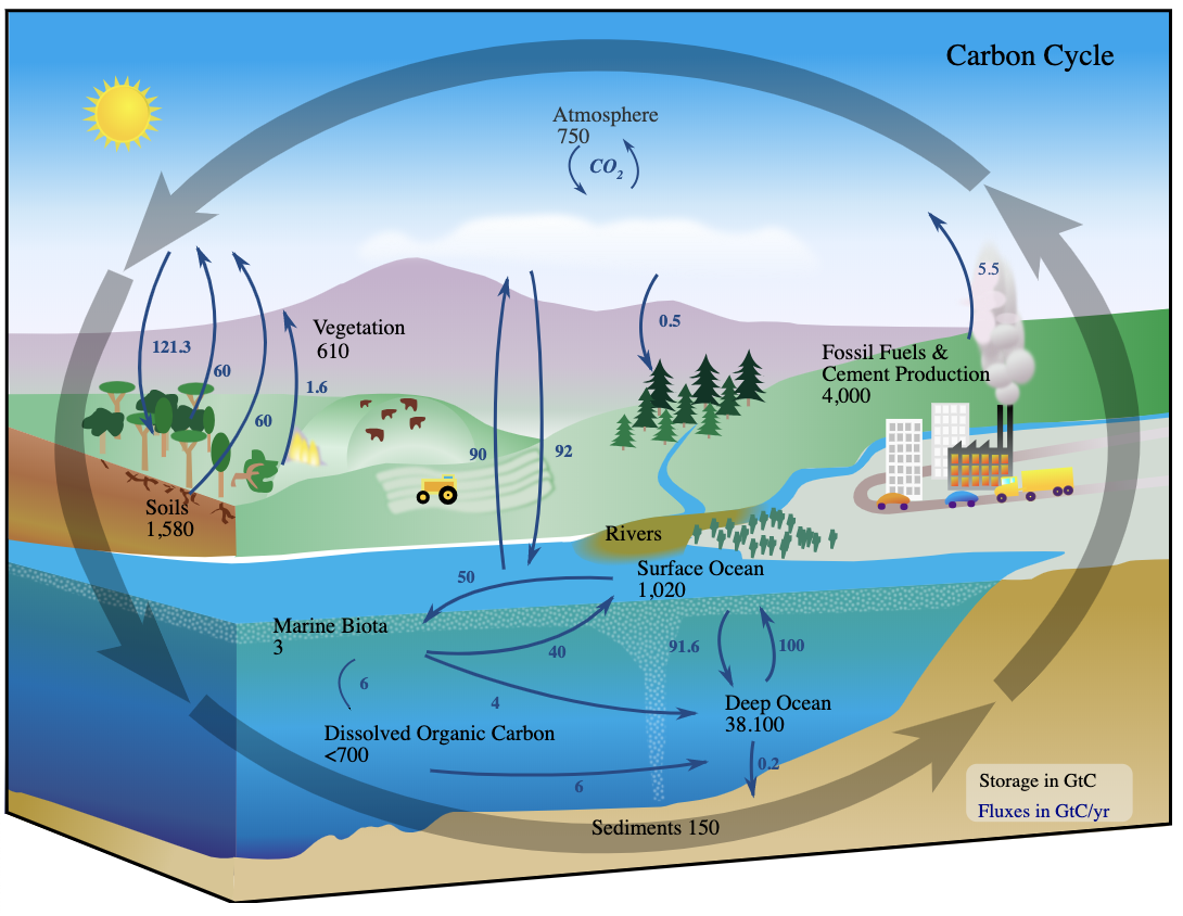 Figure 1. Diagram of the carbon cycle