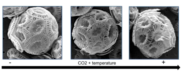 Figure 2. Phytoplankton morphology as acidification and warming increases in a cultured experiment. Credit: UAB