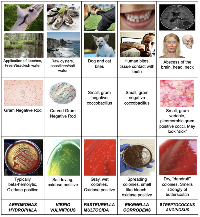 Patient History Identification Table