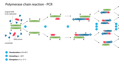 Illustration of mechanism of polymerase chain reaction - PCR.