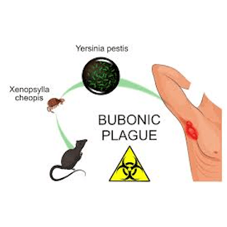 Proposed transmission route for Yersinia pestis.