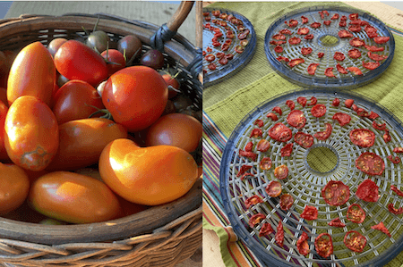 Modern dehydrators accomplish what sun-drying used to do. Here tomatoes are dehydrated for long-term storage. The dessication will help keep microbes from settling in and spoiling the tomatoes after a fruitful harvest.