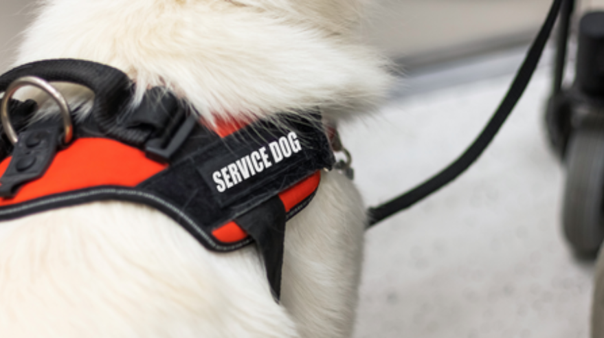 A service dog.