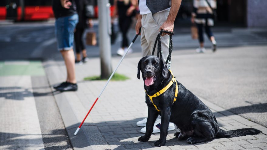 A service dog sits on the sidewalk.