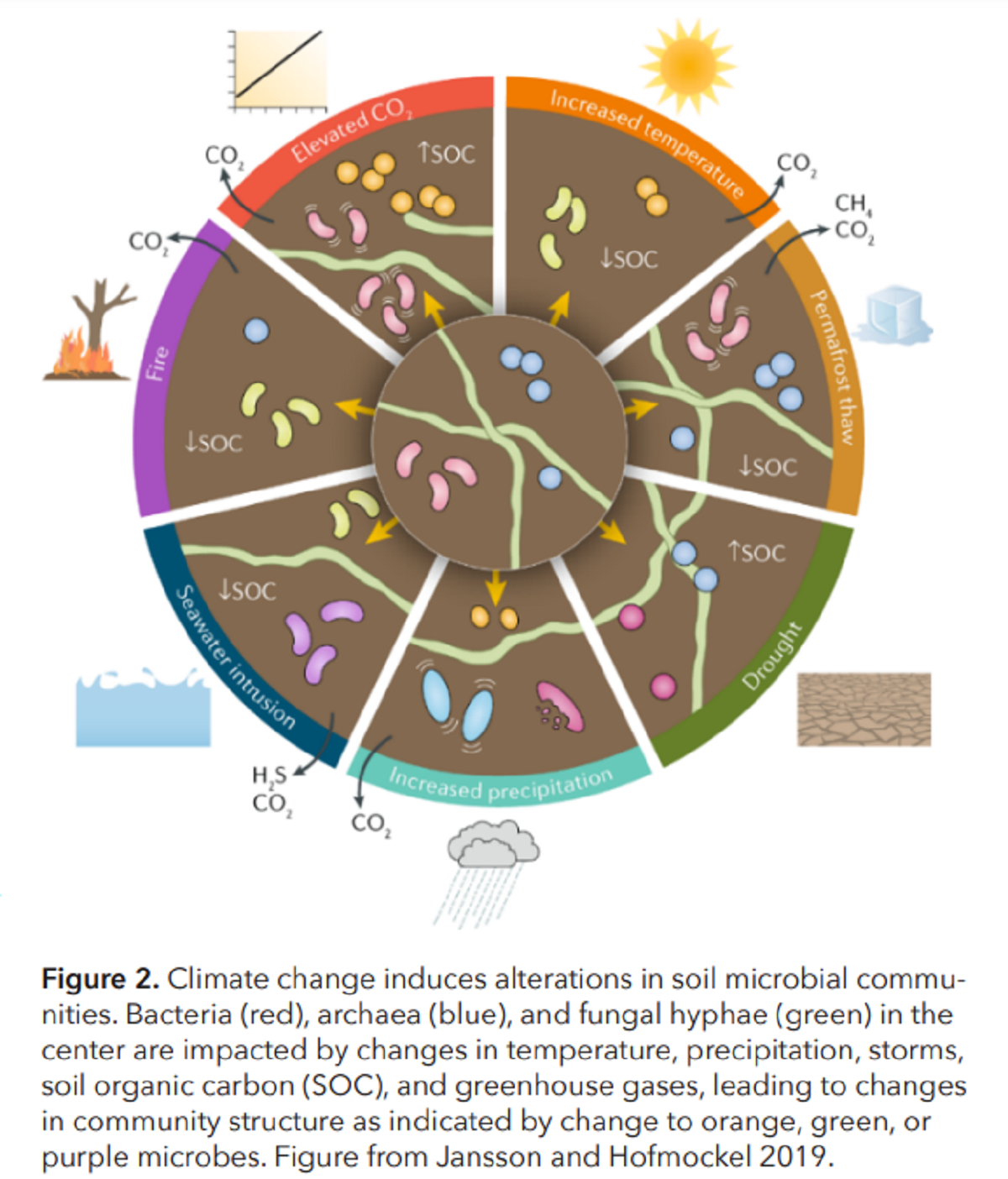 Climate change induces alterations in soil microbial communities 