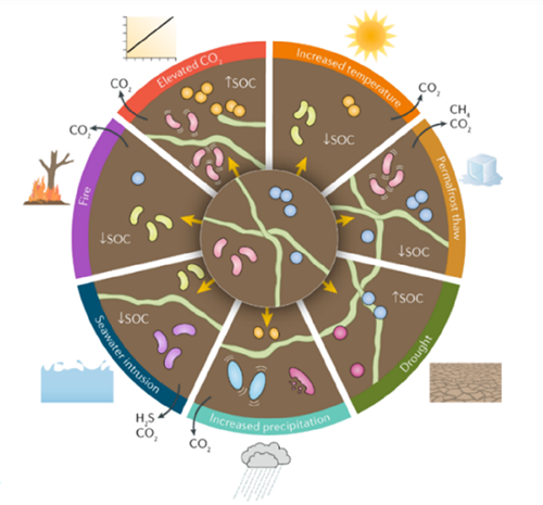 Climate change induces alterations in soil microbial communities 