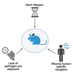 Mice have a short lifespan, lack pathogen pre-exposure and are missing human-specific receptors.