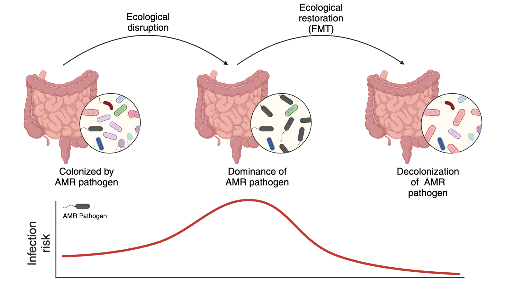 BioRender graphic showing decolonization of AMR pathogens in the gut to lower infection risk.